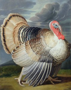 Bir Türkiye